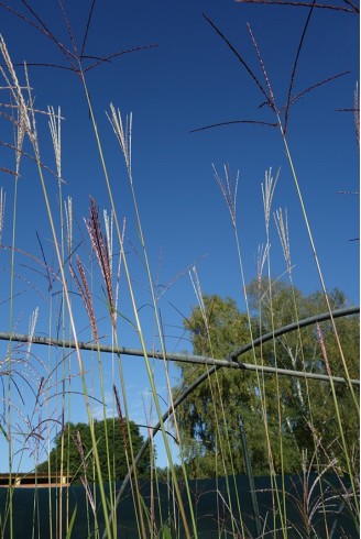 Miscanthus sinensis 'Herkules'