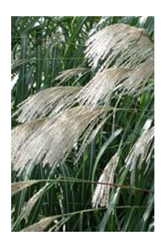 Miscanthus sinensis 'Jubilar'