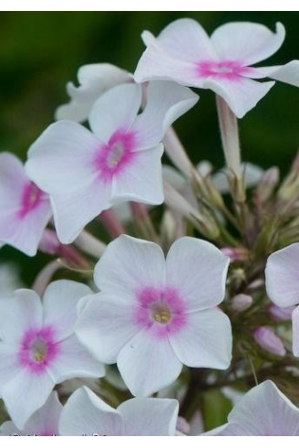 Phlox paniculata 'Miss...