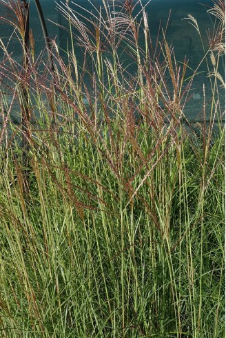 Miscanthus sinensis 'Kleine...