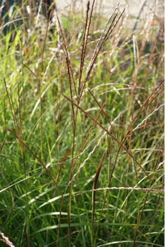 Miscanthus sinensis 'Krater'