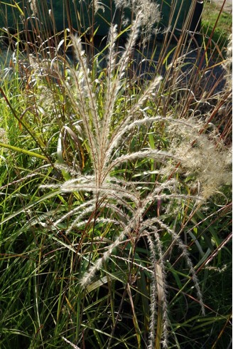 Miscanthus sinensis...