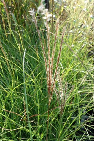 Miscanthus sinensis 'Little...