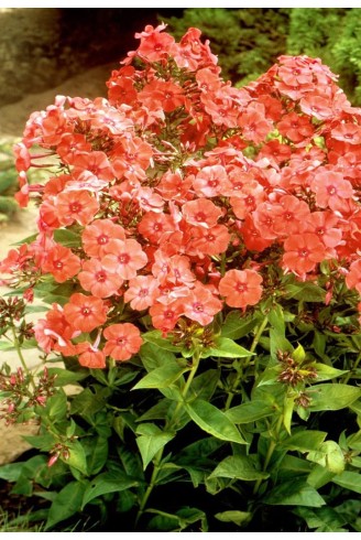 Phlox paniculata 'Orange...