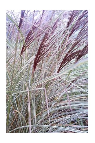 Miscanthus sinensis...