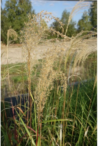 Miscanthus sinensis...