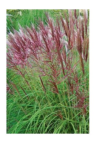 Miscanthus sinensis...