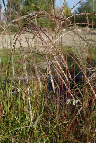 Miscanthus sinensis 'Poseidon'