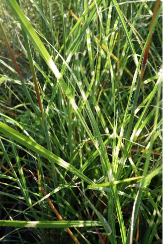 Miscanthus sinensis...