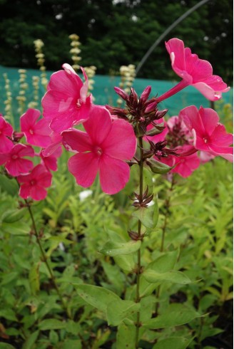 Phlox paniculata 'Rijnstroom'