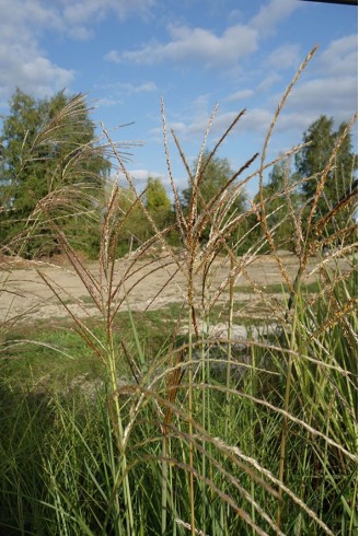 Miscanthus sinensis 'Rotfuchs'