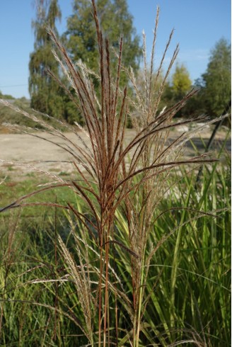 Miscanthus sinensis...