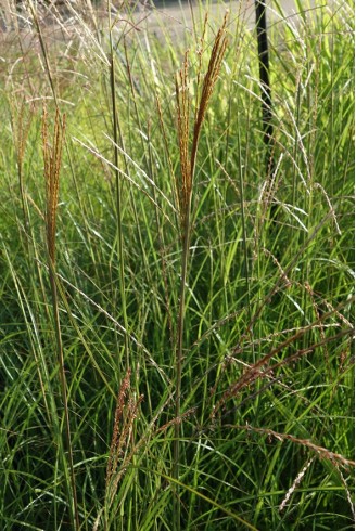 Miscanthus sinensis...