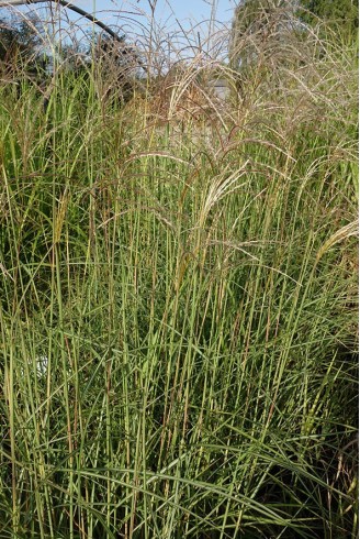 Miscanthus sinensis 'Sichuan'