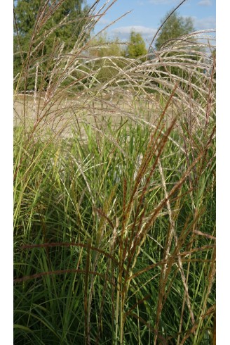 Miscanthus sinensis...