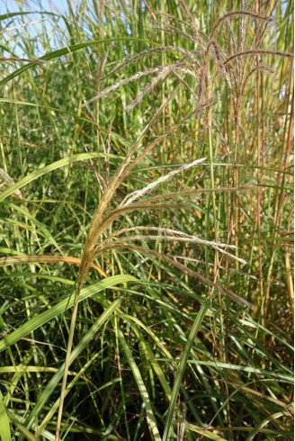 Miscanthus sinensis 'Sirène'