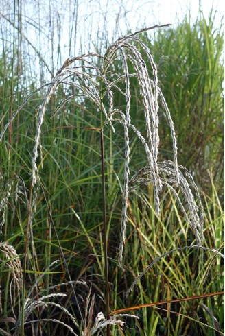 Miscanthus sinensis 'Spätgrun'