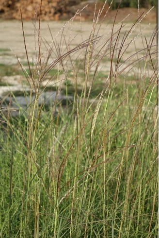 Miscanthus sinensis 'Undine'