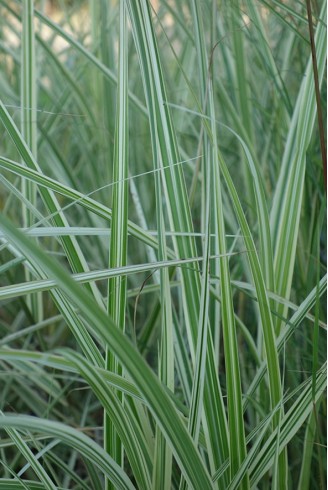 Miscanthus sinensis...