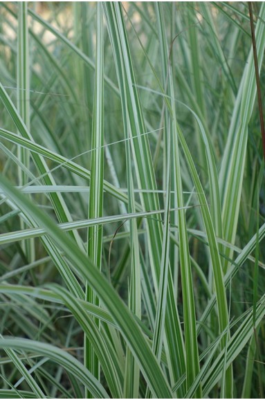 Miscanthus panaché
