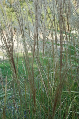 Miscanthus sinensis...