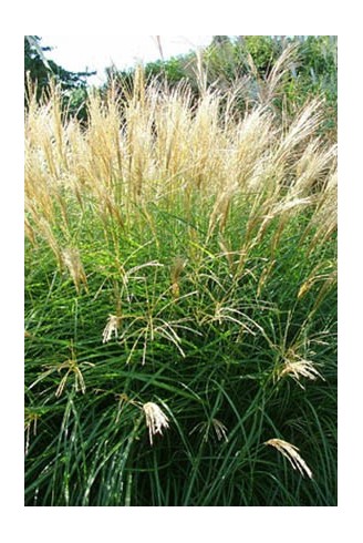 Miscanthus sinensis...