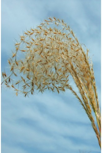 Miscanthus sinensis...