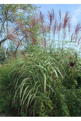 Miscanthus sinensis...