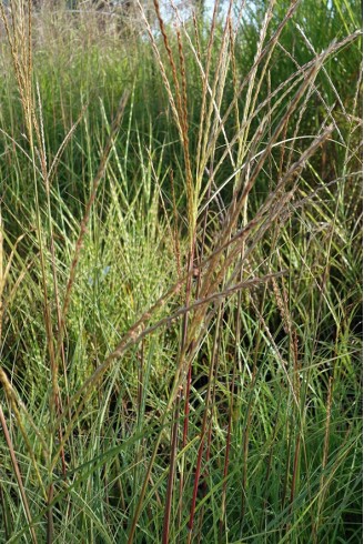 Miscanthus transmorrisonensis