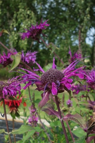 Monarda 'Saxon Purple'