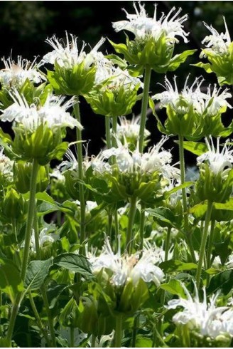 Monarda 'Schneewittchen'