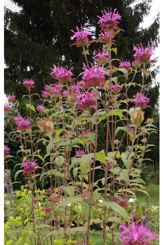 Monarda 'Scorpion'