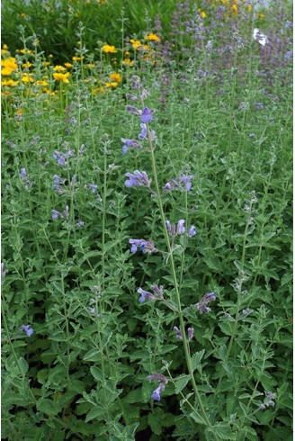 Nepeta 'Six Hills Giant'