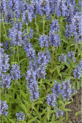 Nepeta nervosa