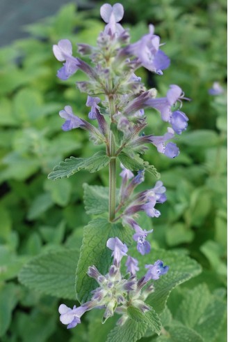 Nepeta racemosa