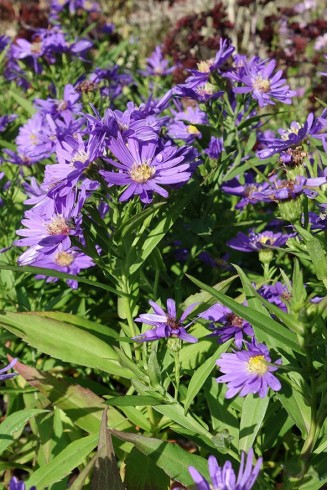 Aster (Symphyotrichum)...