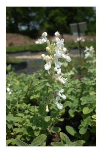 Nepeta racemosa 'Alba'