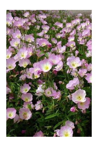 Oenothera speciosa