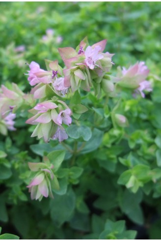 Origanum 'Dingle Fairy'