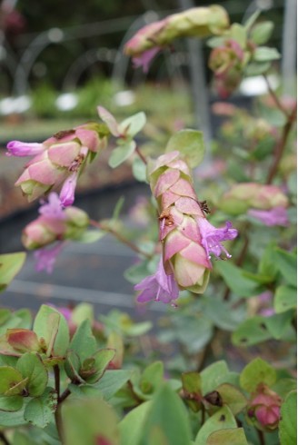 Origanum 'Bristol Cross'