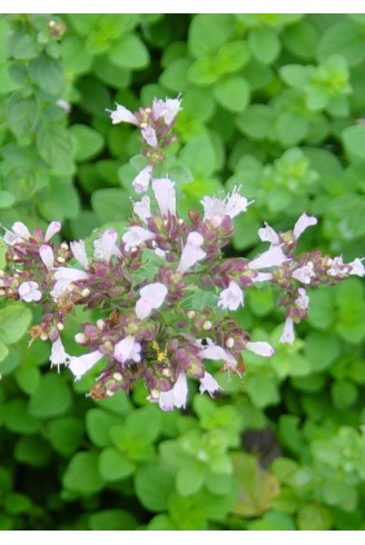 Origanum 'Hot and spicy'