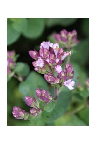 Origanum 'Marchants Seedling'