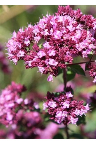 Origanum 'Rosenkuppel'