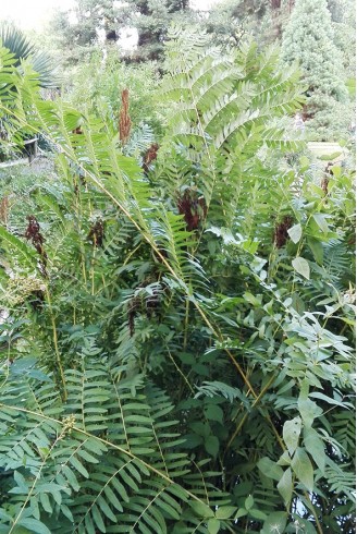 Osmunda regalis