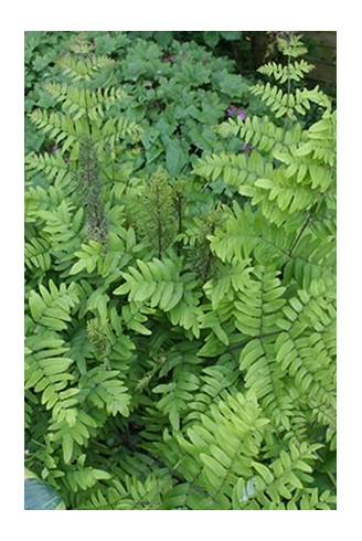 Osmunda regalis 'Purpurascens'