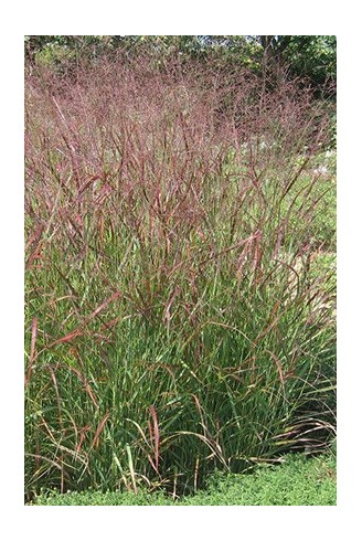 Panicum virgatum