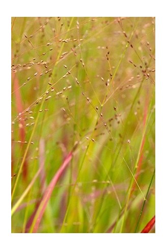 Panicum virgatum...