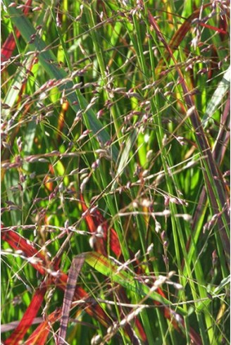 Panicum virgatum 'Shenandoah'