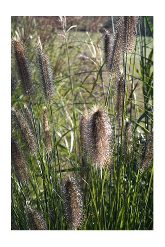 Pennisetum 'Paul's Giant'