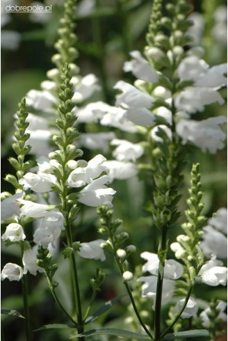 Physostegia virginiana 'Alba'